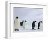 Emperor Penguins (Aptenodytes Forsteri), Snow Hill Island, Weddell Sea, Antarctica, Polar Regions-Thorsten Milse-Framed Photographic Print