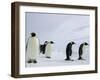 Emperor Penguins (Aptenodytes Forsteri), Snow Hill Island, Weddell Sea, Antarctica, Polar Regions-Thorsten Milse-Framed Photographic Print