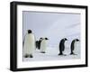 Emperor Penguins (Aptenodytes Forsteri), Snow Hill Island, Weddell Sea, Antarctica, Polar Regions-Thorsten Milse-Framed Photographic Print