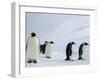 Emperor Penguins (Aptenodytes Forsteri), Snow Hill Island, Weddell Sea, Antarctica, Polar Regions-Thorsten Milse-Framed Photographic Print