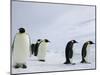 Emperor Penguins (Aptenodytes Forsteri), Snow Hill Island, Weddell Sea, Antarctica, Polar Regions-Thorsten Milse-Mounted Photographic Print