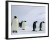 Emperor Penguins (Aptenodytes Forsteri), Snow Hill Island, Weddell Sea, Antarctica, Polar Regions-Thorsten Milse-Framed Photographic Print