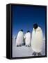 Emperor Penguins (Aptenodytes Forsteri), Snow Hill Island, Weddell Sea, Antarctica, Polar Regions-Thorsten Milse-Framed Stretched Canvas