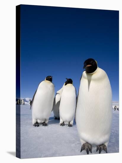 Emperor Penguins (Aptenodytes Forsteri), Snow Hill Island, Weddell Sea, Antarctica, Polar Regions-Thorsten Milse-Stretched Canvas