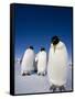 Emperor Penguins (Aptenodytes Forsteri), Snow Hill Island, Weddell Sea, Antarctica, Polar Regions-Thorsten Milse-Framed Stretched Canvas