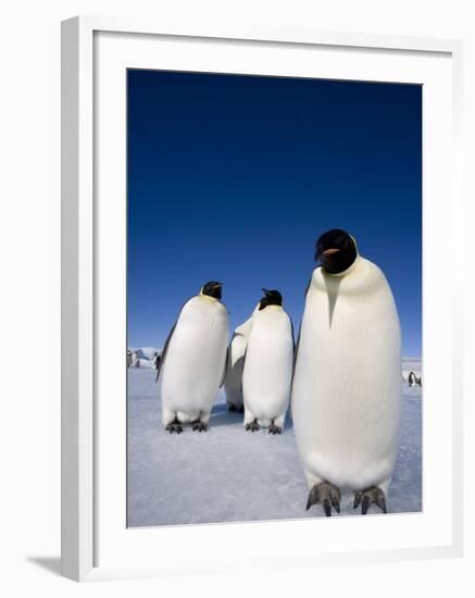 Emperor Penguins (Aptenodytes Forsteri), Snow Hill Island, Weddell Sea, Antarctica, Polar Regions-Thorsten Milse-Framed Photographic Print