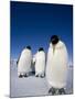 Emperor Penguins (Aptenodytes Forsteri), Snow Hill Island, Weddell Sea, Antarctica, Polar Regions-Thorsten Milse-Mounted Photographic Print