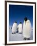 Emperor Penguins (Aptenodytes Forsteri), Snow Hill Island, Weddell Sea, Antarctica, Polar Regions-Thorsten Milse-Framed Photographic Print