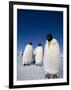 Emperor Penguins (Aptenodytes Forsteri), Snow Hill Island, Weddell Sea, Antarctica, Polar Regions-Thorsten Milse-Framed Photographic Print