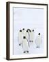 Emperor Penguins (Aptenodytes Forsteri), Snow Hill Island, Weddell Sea, Antarctica, Polar Regions-Thorsten Milse-Framed Photographic Print