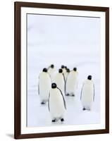 Emperor Penguins (Aptenodytes Forsteri), Snow Hill Island, Weddell Sea, Antarctica, Polar Regions-Thorsten Milse-Framed Photographic Print