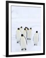 Emperor Penguins (Aptenodytes Forsteri), Snow Hill Island, Weddell Sea, Antarctica, Polar Regions-Thorsten Milse-Framed Photographic Print