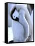 Emperor Penguins, Atka Bay, Weddell Sea, Antarctic Peninsula, Antarctica-Pete Oxford-Framed Stretched Canvas