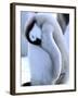 Emperor Penguins, Atka Bay, Weddell Sea, Antarctic Peninsula, Antarctica-Pete Oxford-Framed Premium Photographic Print