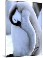 Emperor Penguins, Atka Bay, Weddell Sea, Antarctic Peninsula, Antarctica-Pete Oxford-Mounted Premium Photographic Print