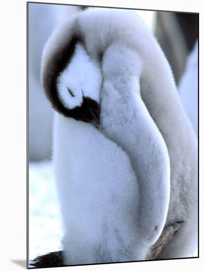 Emperor Penguins, Atka Bay, Weddell Sea, Antarctic Peninsula, Antarctica-Pete Oxford-Mounted Premium Photographic Print