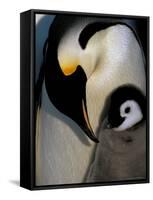 Emperor Penguins, Atka Bay, Weddell Sea, Antarctic Peninsula, Antarctica-Pete Oxford-Framed Stretched Canvas