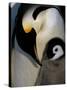 Emperor Penguins, Atka Bay, Weddell Sea, Antarctic Peninsula, Antarctica-Pete Oxford-Stretched Canvas