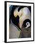 Emperor Penguins, Atka Bay, Weddell Sea, Antarctic Peninsula, Antarctica-Pete Oxford-Framed Photographic Print