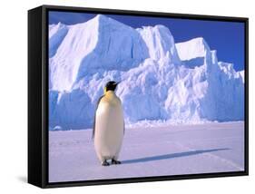 Emperor Penguins, Cape Darnley, Australian Antarctic Territory, Antarctica-Pete Oxford-Framed Stretched Canvas