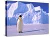 Emperor Penguins, Cape Darnley, Australian Antarctic Territory, Antarctica-Pete Oxford-Stretched Canvas