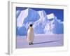 Emperor Penguins, Cape Darnley, Australian Antarctic Territory, Antarctica-Pete Oxford-Framed Photographic Print