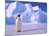 Emperor Penguins, Cape Darnley, Australian Antarctic Territory, Antarctica-Pete Oxford-Mounted Photographic Print