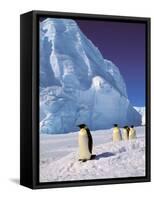 Emperor Penguins, Cape Darnley, Australian Antarctic Territory, Antarctica-Pete Oxford-Framed Stretched Canvas