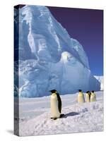 Emperor Penguins, Cape Darnley, Australian Antarctic Territory, Antarctica-Pete Oxford-Stretched Canvas