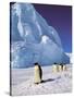 Emperor Penguins, Cape Darnley, Australian Antarctic Territory, Antarctica-Pete Oxford-Stretched Canvas
