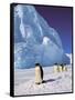 Emperor Penguins, Cape Darnley, Australian Antarctic Territory, Antarctica-Pete Oxford-Framed Stretched Canvas