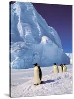 Emperor Penguins, Cape Darnley, Australian Antarctic Territory, Antarctica-Pete Oxford-Stretched Canvas