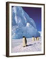 Emperor Penguins, Cape Darnley, Australian Antarctic Territory, Antarctica-Pete Oxford-Framed Premium Photographic Print