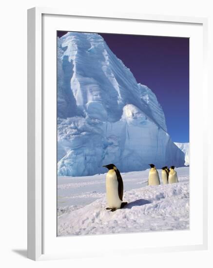 Emperor Penguins, Cape Darnley, Australian Antarctic Territory, Antarctica-Pete Oxford-Framed Premium Photographic Print