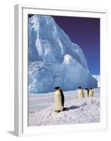Emperor Penguins, Cape Darnley, Australian Antarctic Territory, Antarctica-Pete Oxford-Framed Premium Photographic Print