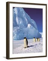 Emperor Penguins, Cape Darnley, Australian Antarctic Territory, Antarctica-Pete Oxford-Framed Premium Photographic Print