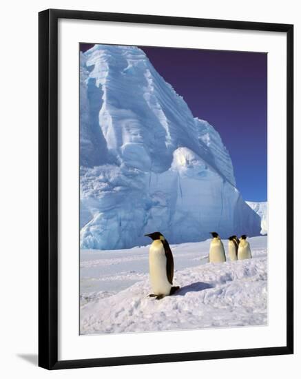 Emperor Penguins, Cape Darnley, Australian Antarctic Territory, Antarctica-Pete Oxford-Framed Premium Photographic Print