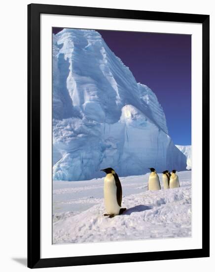 Emperor Penguins, Cape Darnley, Australian Antarctic Territory, Antarctica-Pete Oxford-Framed Premium Photographic Print