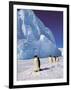 Emperor Penguins, Cape Darnley, Australian Antarctic Territory, Antarctica-Pete Oxford-Framed Premium Photographic Print