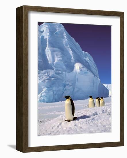 Emperor Penguins, Cape Darnley, Australian Antarctic Territory, Antarctica-Pete Oxford-Framed Photographic Print