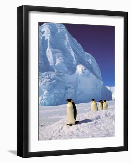 Emperor Penguins, Cape Darnley, Australian Antarctic Territory, Antarctica-Pete Oxford-Framed Photographic Print