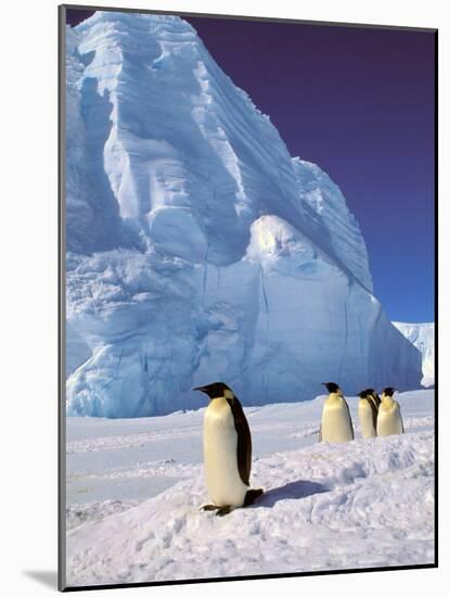 Emperor Penguins, Cape Darnley, Australian Antarctic Territory, Antarctica-Pete Oxford-Mounted Photographic Print