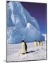 Emperor Penguins, Cape Darnley, Australian Antarctic Territory, Antarctica-Pete Oxford-Mounted Photographic Print