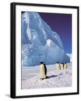 Emperor Penguins, Cape Darnley, Australian Antarctic Territory, Antarctica-Pete Oxford-Framed Photographic Print