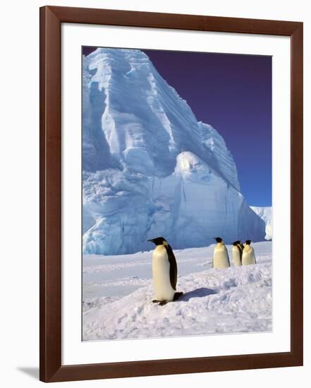 Emperor Penguins, Cape Darnley, Australian Antarctic Territory, Antarctica-Pete Oxford-Framed Photographic Print