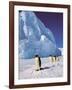 Emperor Penguins, Cape Darnley, Australian Antarctic Territory, Antarctica-Pete Oxford-Framed Photographic Print