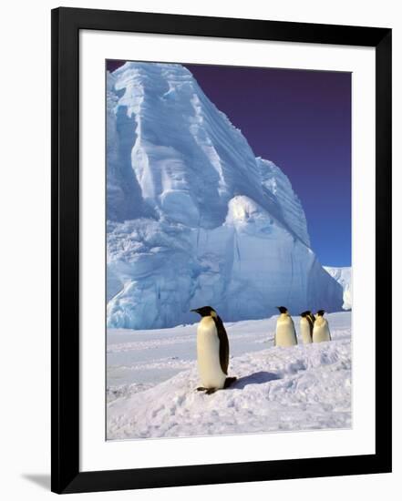 Emperor Penguins, Cape Darnley, Australian Antarctic Territory, Antarctica-Pete Oxford-Framed Photographic Print