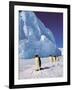 Emperor Penguins, Cape Darnley, Australian Antarctic Territory, Antarctica-Pete Oxford-Framed Photographic Print