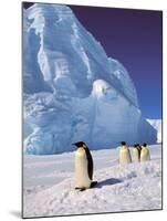 Emperor Penguins, Cape Darnley, Australian Antarctic Territory, Antarctica-Pete Oxford-Mounted Photographic Print