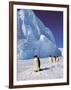 Emperor Penguins, Cape Darnley, Australian Antarctic Territory, Antarctica-Pete Oxford-Framed Photographic Print